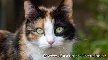 Katze in Schongau mit Luftgewehr beschossen