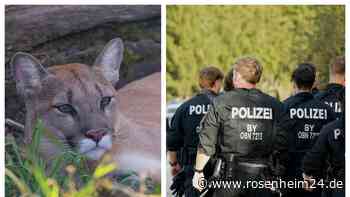 Ein Puma im Wohnzimmer? Welche Wildtiere in Rosenheim erlaubt sind – und was richtig teuer wird