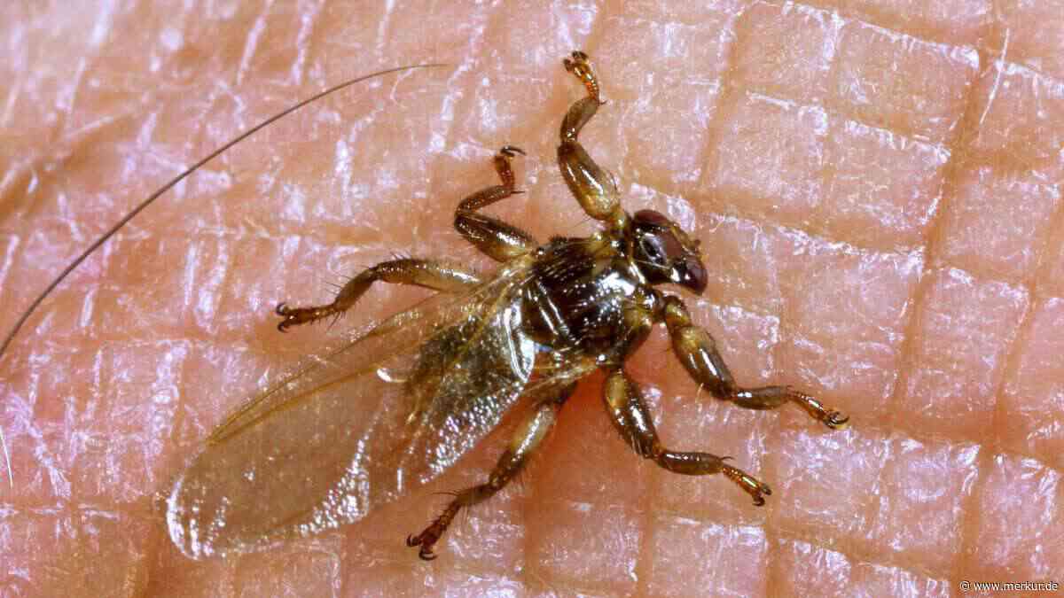 Hirschlausfliegen: Wie Sie Ihren Hund vor dem Parasiten schützen können