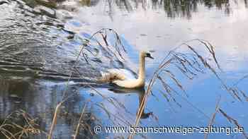 Schwan auf der Aller gerettet, aber in Hannover eingeschläfert