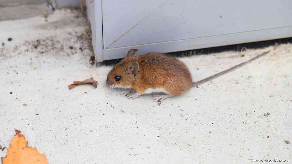 Stop mice and rats coming into homes for good with 4 quick rodent-proofing jobs