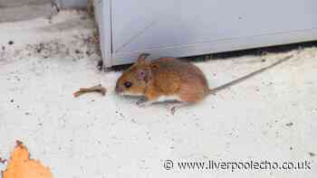 Stop mice and rats coming into homes for good with 4 quick rodent-proofing jobs