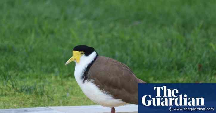 Plover, not a fighter: protected bird 12th man on Tasmanian cricket ground as staff mow around nest