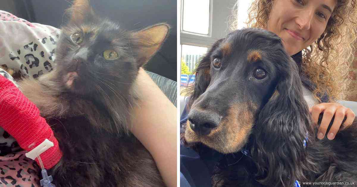 Carshalton cat saved by emergency blood transfusion from Sutton vet’s hero dog
