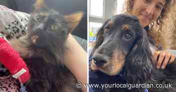 Carshalton cat saved by emergency blood transfusion from Sutton vet’s hero dog