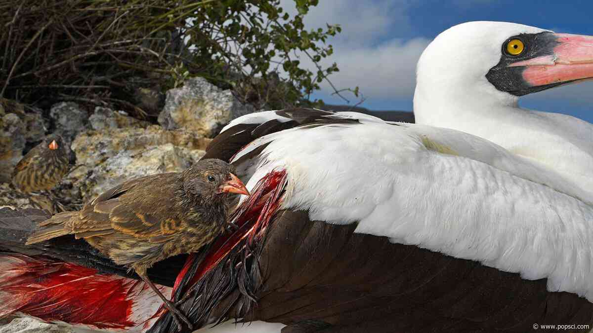 Real-life vampire birds hunt and drink blood in remote Ecuador