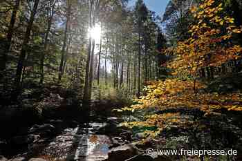 Waldbewirtschaftung in Pausa-Mühltroff: Mehr Mischwald, mehr Klimastabilität