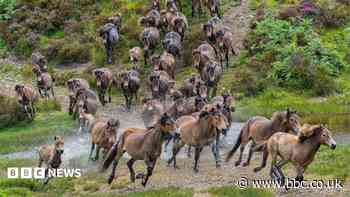 Pony herd gathering raises money for air ambulance