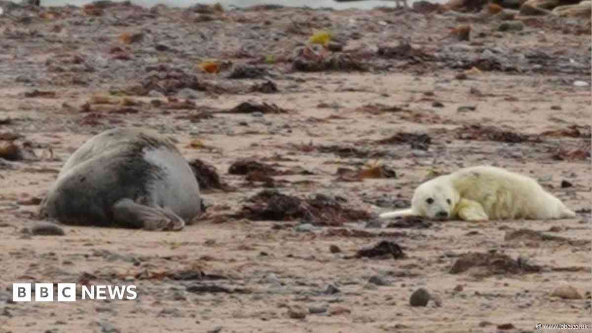 Seal pups spotted at nature reserve for 12th year