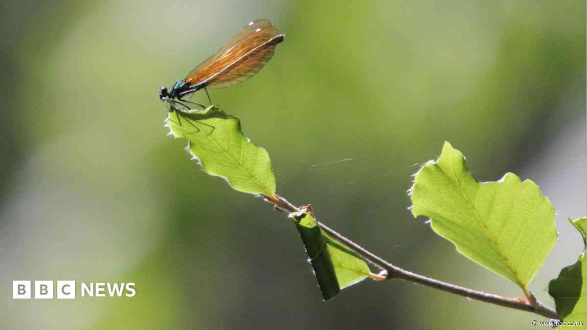 Two damselfly species return to restored woodland