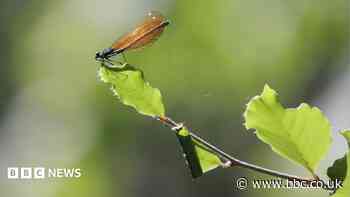 Two damselfly species return to restored woodland