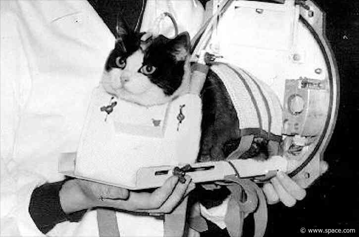 On this day in space! Oct. 18, 1963: France's Félicette Becomes the 1st Cat in Space! >^..^<