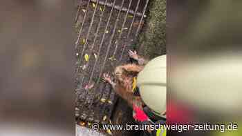 Biber sitzt in Osterode in einem Kanal fest – die Feuerwehr kommt zur Rettung