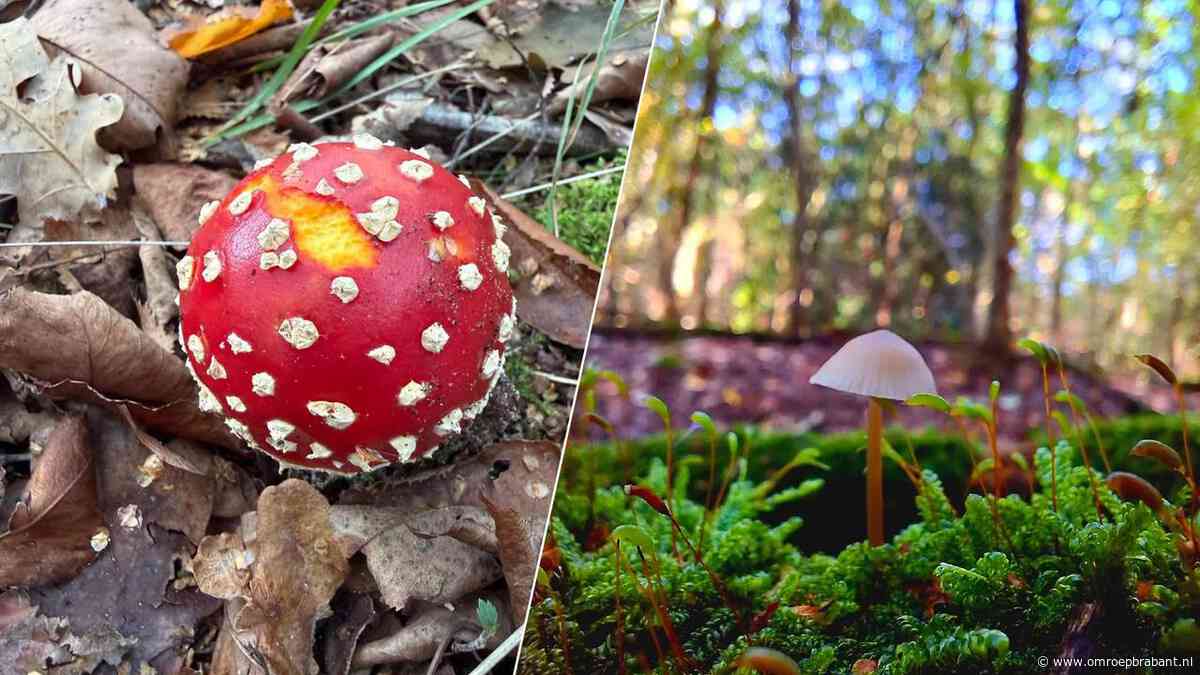 Ze schieten weer uit de grond: mooie paddenstoelen in Brabant