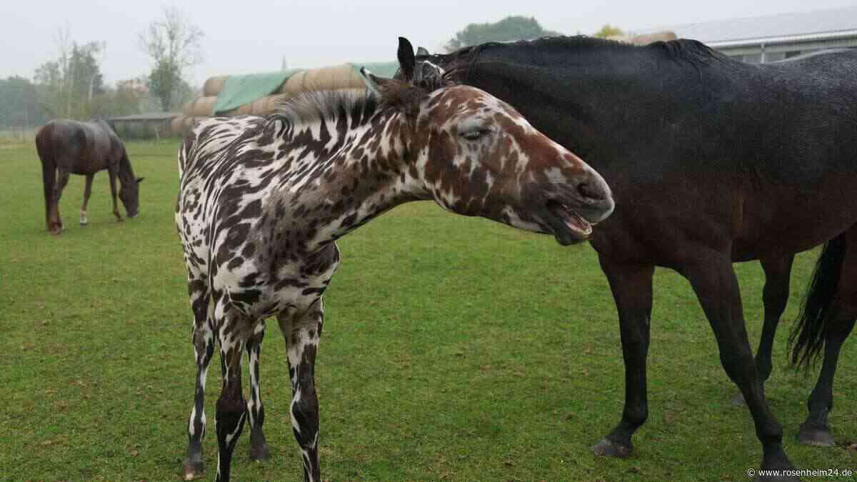 „Absolute Schönheit“: Zebrafohlen verzückt Netz und ist ein echter Sensationsverkauf