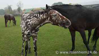 „Absolute Schönheit“: Zebrafohlen verzückt Netz und ist ein echter Sensationsverkauf