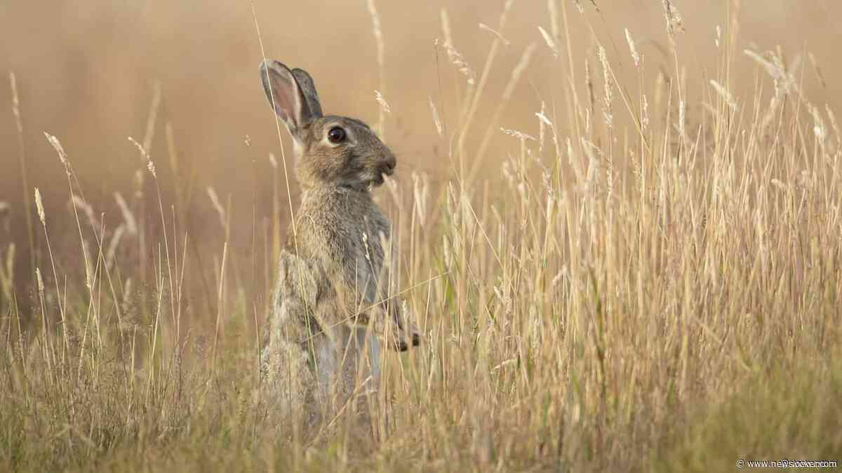 Nee, konijnen zijn niet de sleutel om stikstofslot open te breken