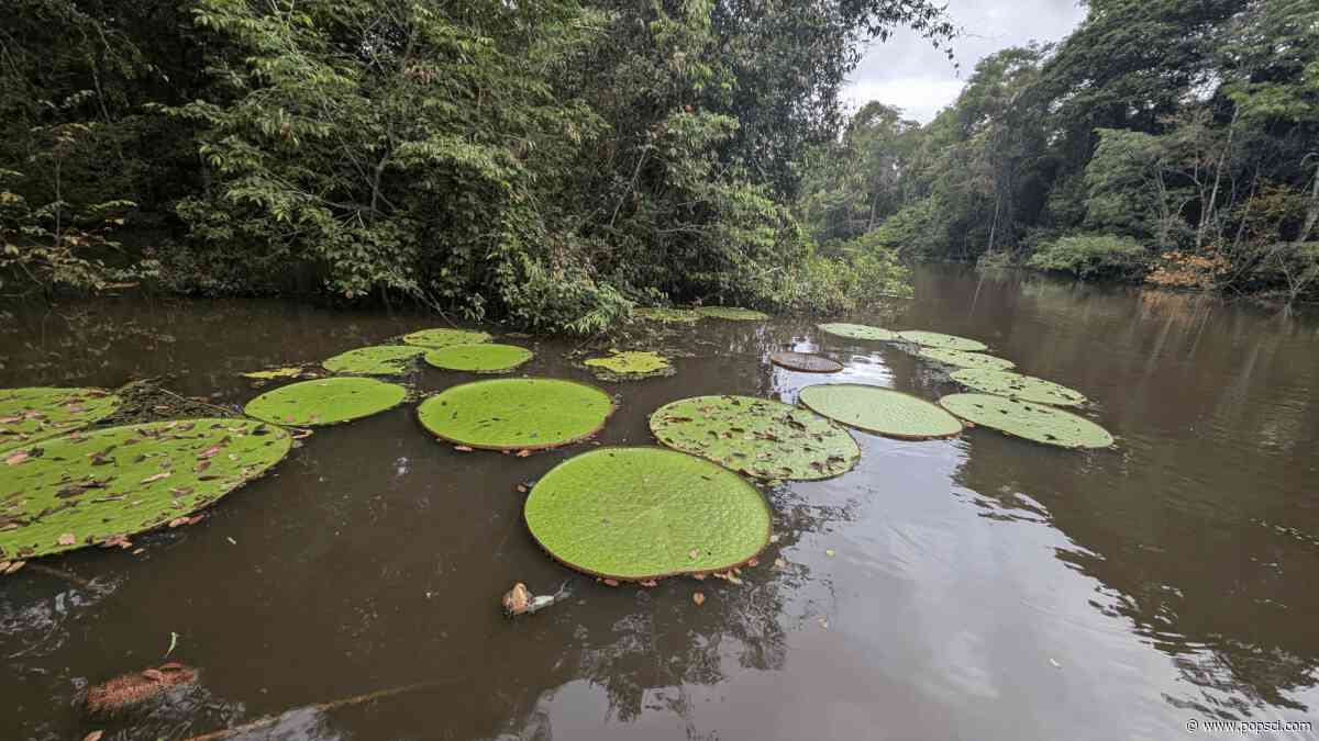 New water lily can be seen from space