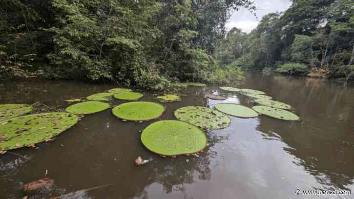 New water lily can be seen from space