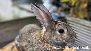 Distraught family's search for beloved rabbit Peter after men seen walking off with him on CCTV