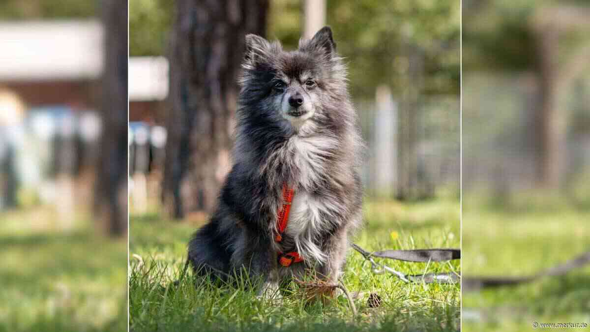 „Opa Luckys letzte Station darf nicht das Tierheim sein“: Tierheim sucht Zuhause für Hund