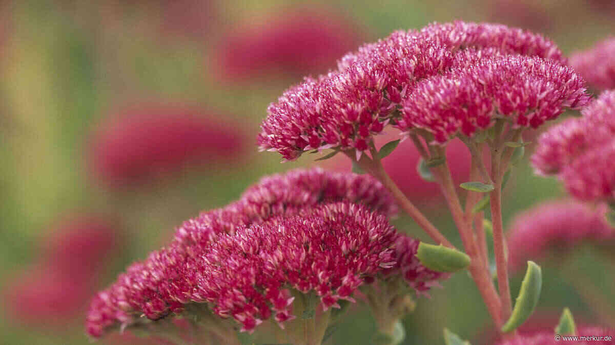 Herbstblumen, die im Oktober noch Farbe bringen: 5 Pflanzen für Garten und Balkon