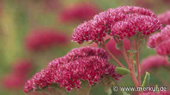 Herbstblumen, die im Oktober noch Farbe bringen: 5 Pflanzen für Garten und Balkon