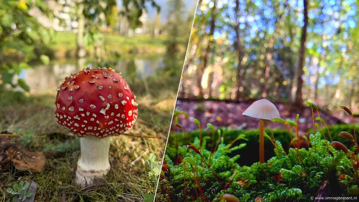 De paddenstoel is terug: dit groeit nu in de Brabantse natuur