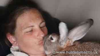 Joy as Peter the pet rabbit is found after being carried away from Hull family home