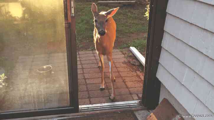 The remarkable bond between a man and a deer