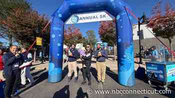 More than 1,000 runners and walkers turn out for Mystic Aquarium's annual Penguin Run Walk