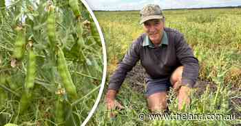 Pulse option for rotation makes northern breakthrough with historic harvest