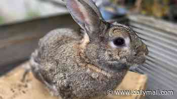 Moment 'thieves' film themselves grabbing family's rabbit named Peter from their garden by his ears - then 'stealing him'