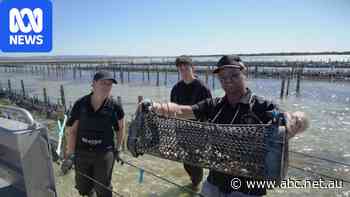 Oyster farmers cautious ahead of summer as algal bloom recovery continues
