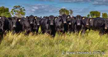 Impressive Myola delivers Black Mountain magic grazing opportunity | Video