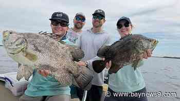 Tampa researchers use fish tagging to fill data gaps on cobia, tripletail