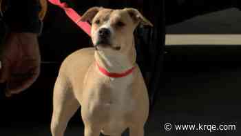 Animal Humane New Mexico partners with Subaru to help give back to local shelters