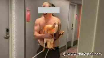Tourist admits to drinking 30-40 beers before taking flamingo from Las Vegas casino back to his hotel room
