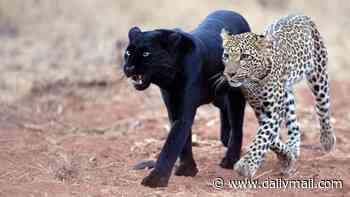 Spot the difference! Rare black leopard plays with two-year-old cub