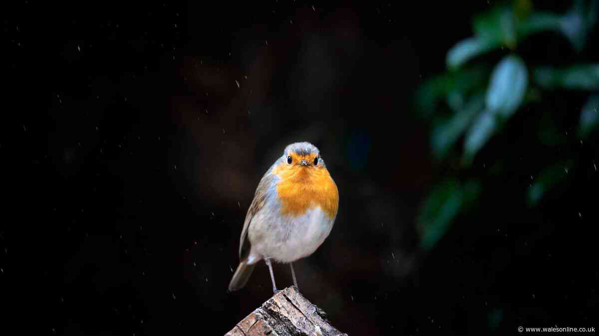 One fruit left out could bring robins to your garden all autumn