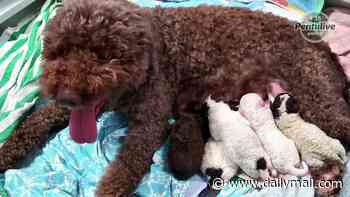 Dog named Hilkka brings joy for millions as she gives birth to six puppies - and the world gets to watch them grow on a 24/7 livestream