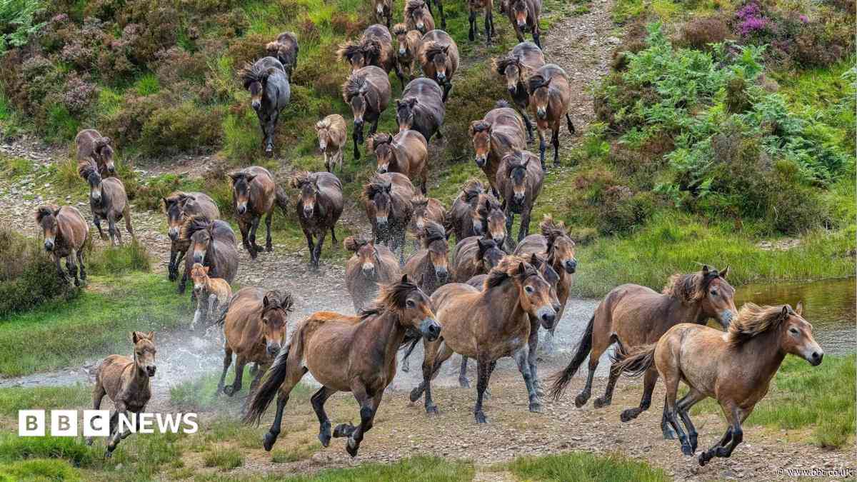 Pony herd gathering raises money for air ambulance