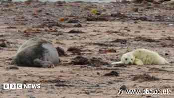 Seal pups spotted at nature reserve for 12th year