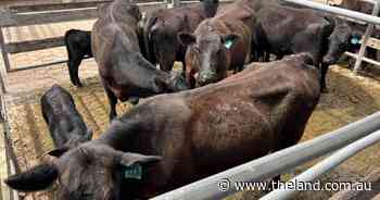 Females in demand as rain bolsters buyers and vendors at Maitland store sale