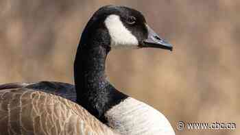 Pile of dead Canada geese discovered near Garson, Man.