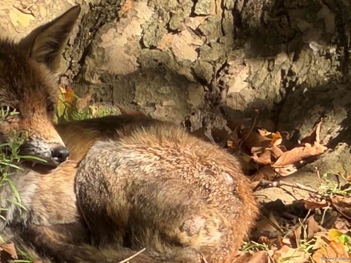 Fuchs auf Kita-Spielplatz: Keiner in Köln ist zuständig