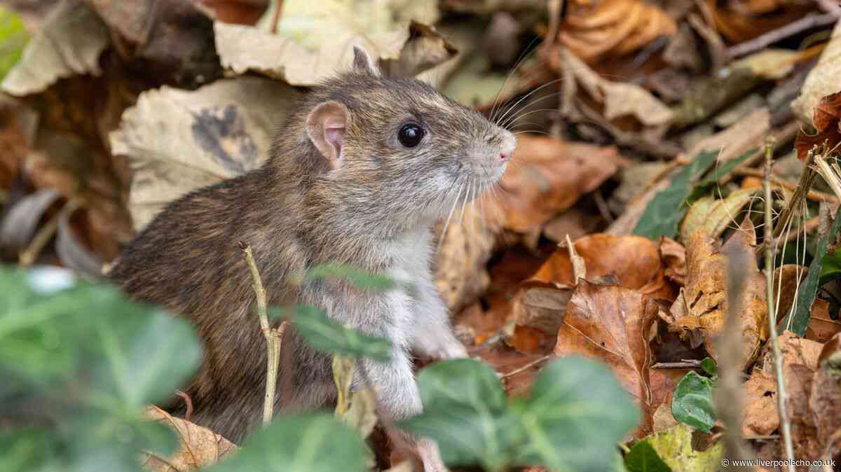 My garden stays rat-free with Monty Don and Alan Titchmarsh’s 1 simple task