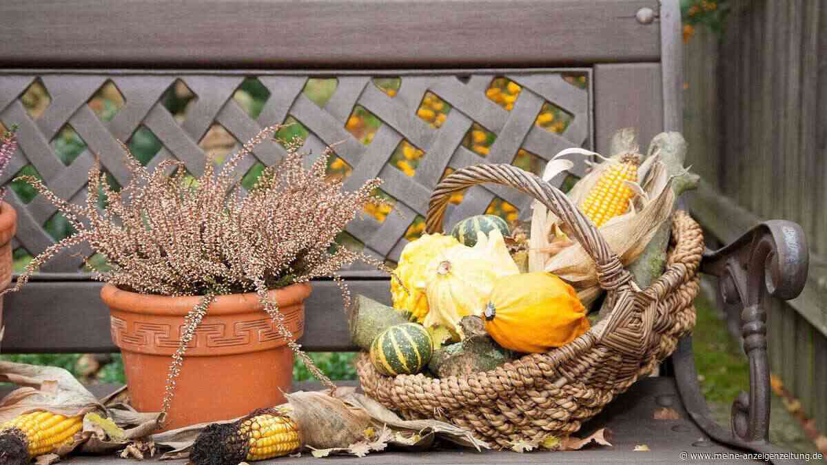 Pflanztipps: So bleiben Balkon und Terrasse im Herbst schön