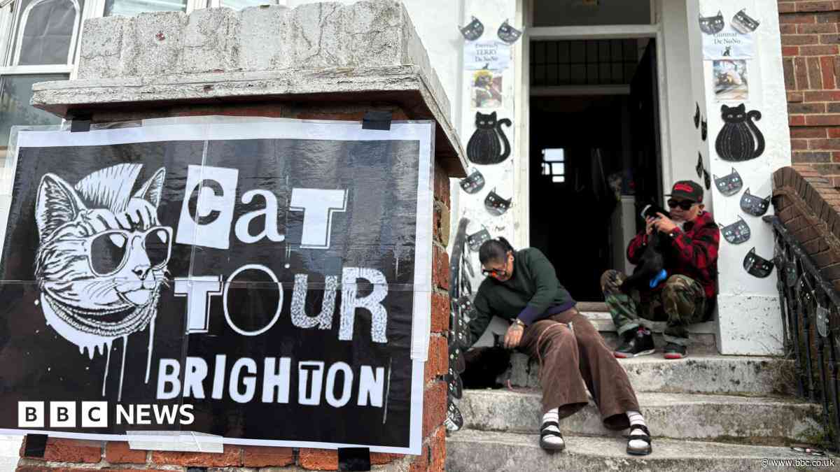 Cat lovers to head out on charity walking tour