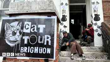 Cat lovers to head out on charity walking tour